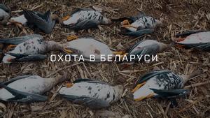 Охота в Беларуси