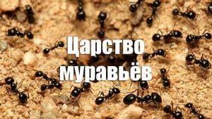 Царство муравьёв