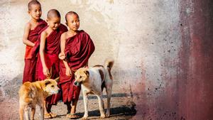 Жизнь собак