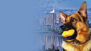 Комиссар Рекс