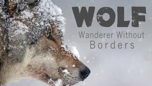 Волк: странник без границ