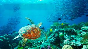 Большой Барьерный риф: живое сокровище