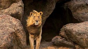 Короли на грани исчезновения: львы пустыни Намиб